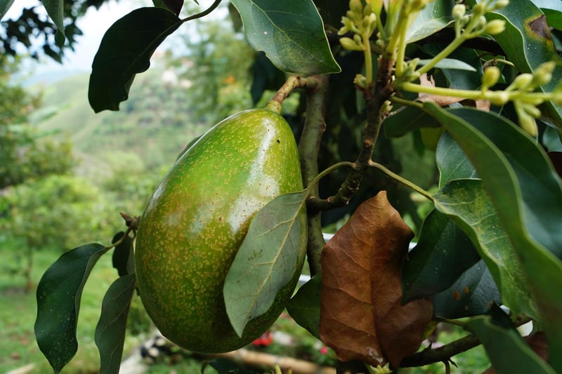Avocado Slicer Tool